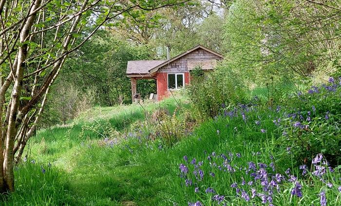 A bluebell path to the Straw Cottage